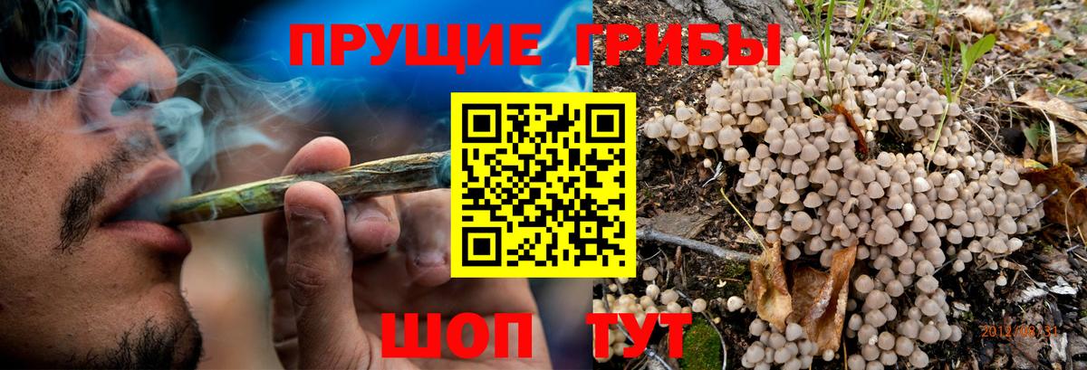 Галлюциногенные грибы прущие грибы  Вход с VPN  Великий Новгород  Псилоцибиновые грибы Psilocybe 